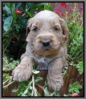 Noelle Dawson pups 4 wks old 231