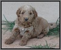 Noelle Dawson pups 5 wks old 161