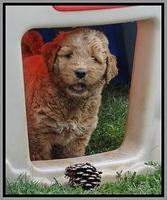 Noelle Dawson pups 6 wks old 251