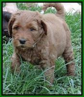 Noelle Dawson pups 5 wks old 35100