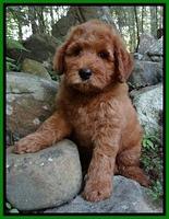Noelle Dawson pups 8 wks old 81