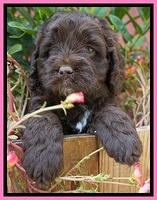 LIza Duke pups 5 wks old 41