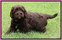 Liza Duke pups 4 wks old 41