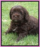 Liza Duke pups 4 wks old 51