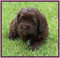 Liza Duke pups 4 wks old 71
