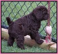 Liza Duke pups 6 wks old 31