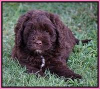 Liza Duke pups 6 wks old 41