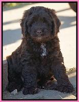 Liza Duke pups 6 wks old 51