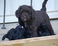 Liza Duke pups 6 wks old 521