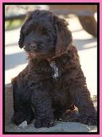 Liza Duke pups 6 wks old 61