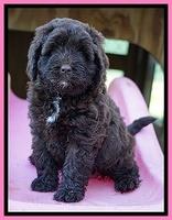 Liza Duke pups 6 wks old 71