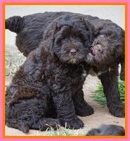 Liza Duke pups 7 wks old 41