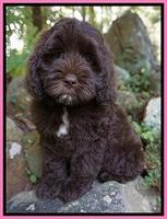 Liza Duke pups 8 wks old 61