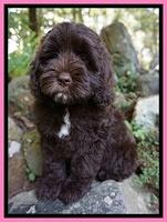 Liza Duke pups 8 wks old 71