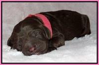 Liza Duke pups newborn 41