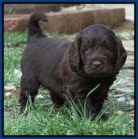 LIza Duke pups 4 wks old 111