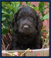 LIza Duke pups 5 wks old 61