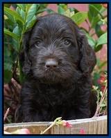 LIza Duke pups 5 wks old 71
