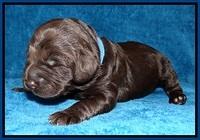 Liza Duke pups 1 wk old 41
