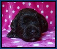 Liza Duke pups 2 wks old 41