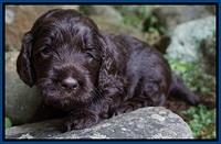 Liza Duke pups 3 wks old 81