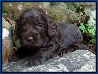 Liza Duke pups 3 wks old 91