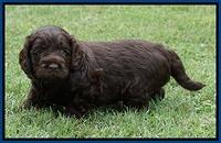 Liza Duke pups 4 wks old 101