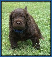 Liza Duke pups 4 wks old 111