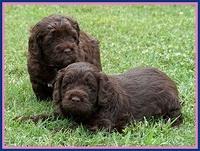 Liza Duke pups 4 wks old 91