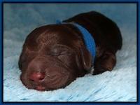 Liza Duke pups newborn 61