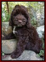 Kelly family: Milton