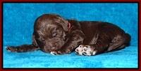 Liza Duke pups 1 wk old 61