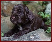 Liza Duke pups 3 wks old 121
