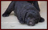 Liza Duke pups 6 wks old 301