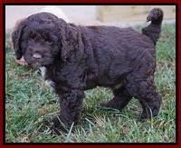 Liza Duke pups 6 wks old 321