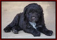 Liza Duke pups 6 wks old 331