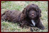 Liza Duke pups 7 wks old 151