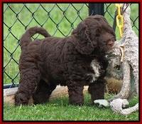 Liza Duke pups 7 wks old 161