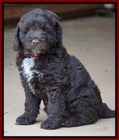 Liza Duke pups 7 wks old 181