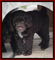 Liza Duke pups 7 wks old 211