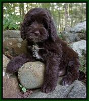 SCL Stud hopefull: Legendary Frontiersman: BOONE