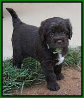 LIza Duke pups 4 wks old 161