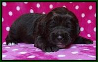 Liza Duke pups 2 wks old 101