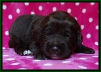 Liza Duke pups 2 wks old 91