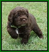 Liza Duke pups 4 wks old 121