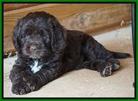 Liza Duke pups 6 wks old 191