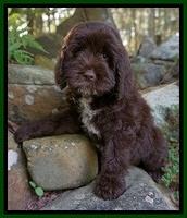 Liza Duke pups 8 wks old 21