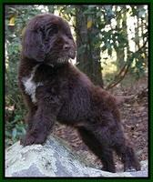 Liza Duke pups 8 wks old 31