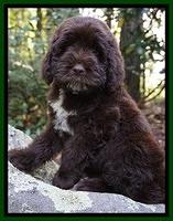 Liza Duke pups 8 wks old 41