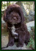 Liza Duke pups 8 wks old 51
